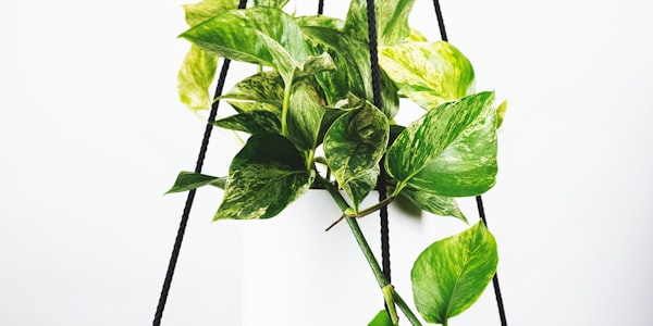 英超联赛第12轮赛后总结：曼城阿森纳榜首之争